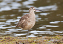 Numenius phaeopus